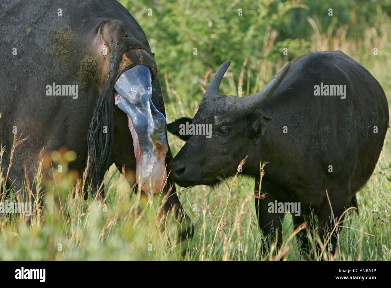 Buffalo parto Foto Stock