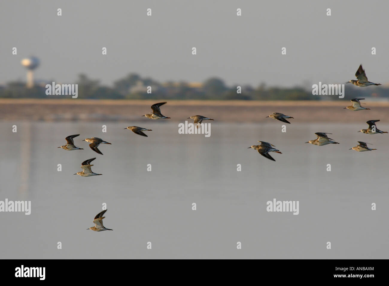 Uccelli in volo sulla diga di Gaborone, con la città sullo sfondo Foto Stock