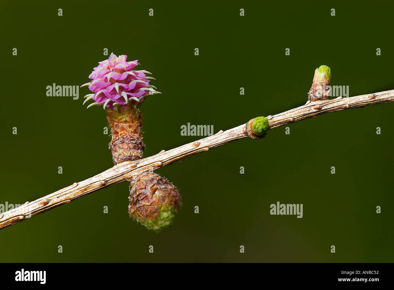 Comune di fiori di larice Larix decidua con una bella illuminazione laterale potton bedfordshire Foto Stock