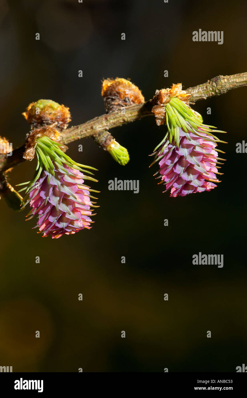 Comune di fiori di larice Larix decidua con una bella illuminazione laterale potton bedfordshire Foto Stock