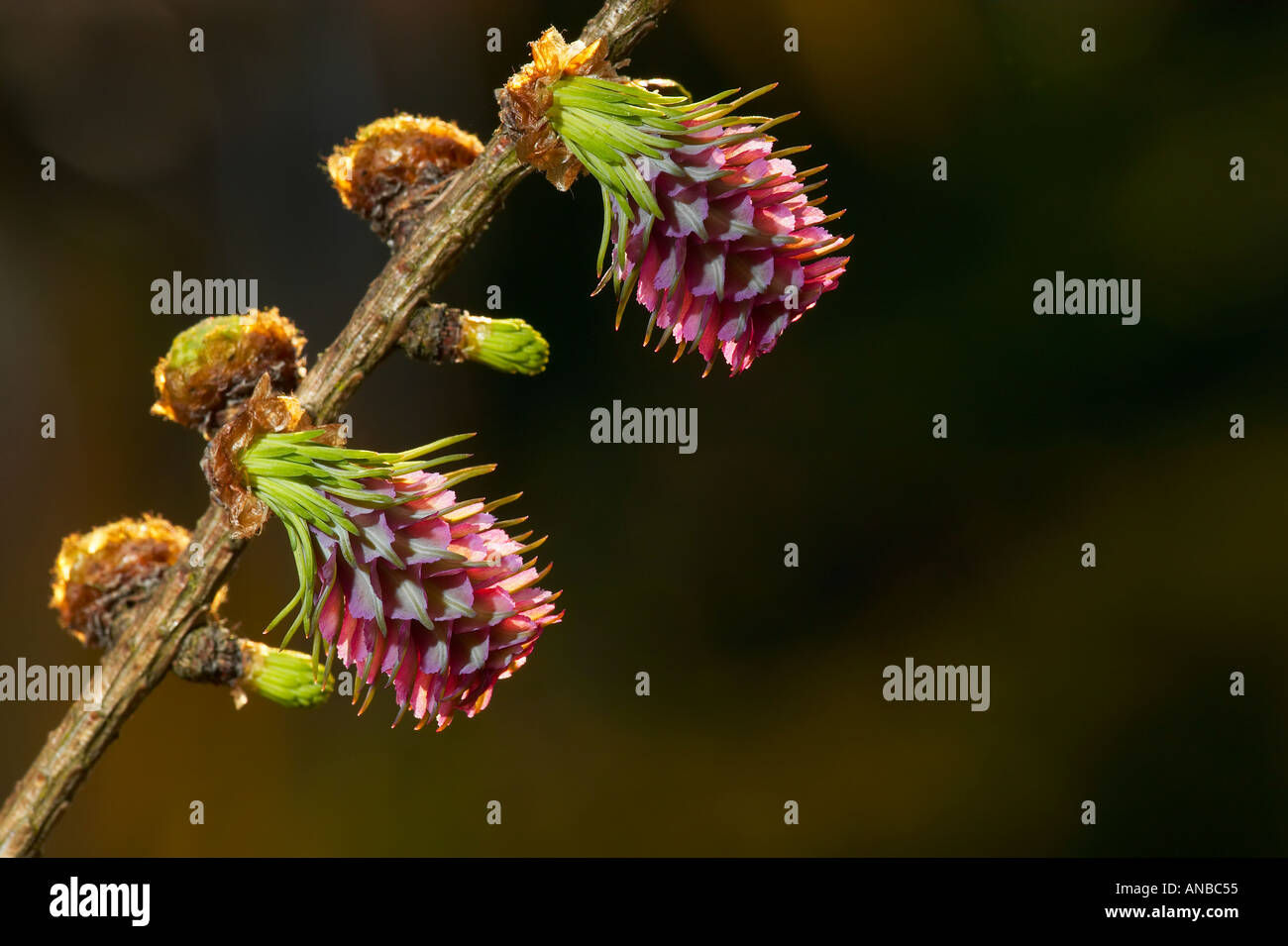 Comune di fiori di larice Larix decidua con una bella illuminazione laterale potton bedfordshire Foto Stock