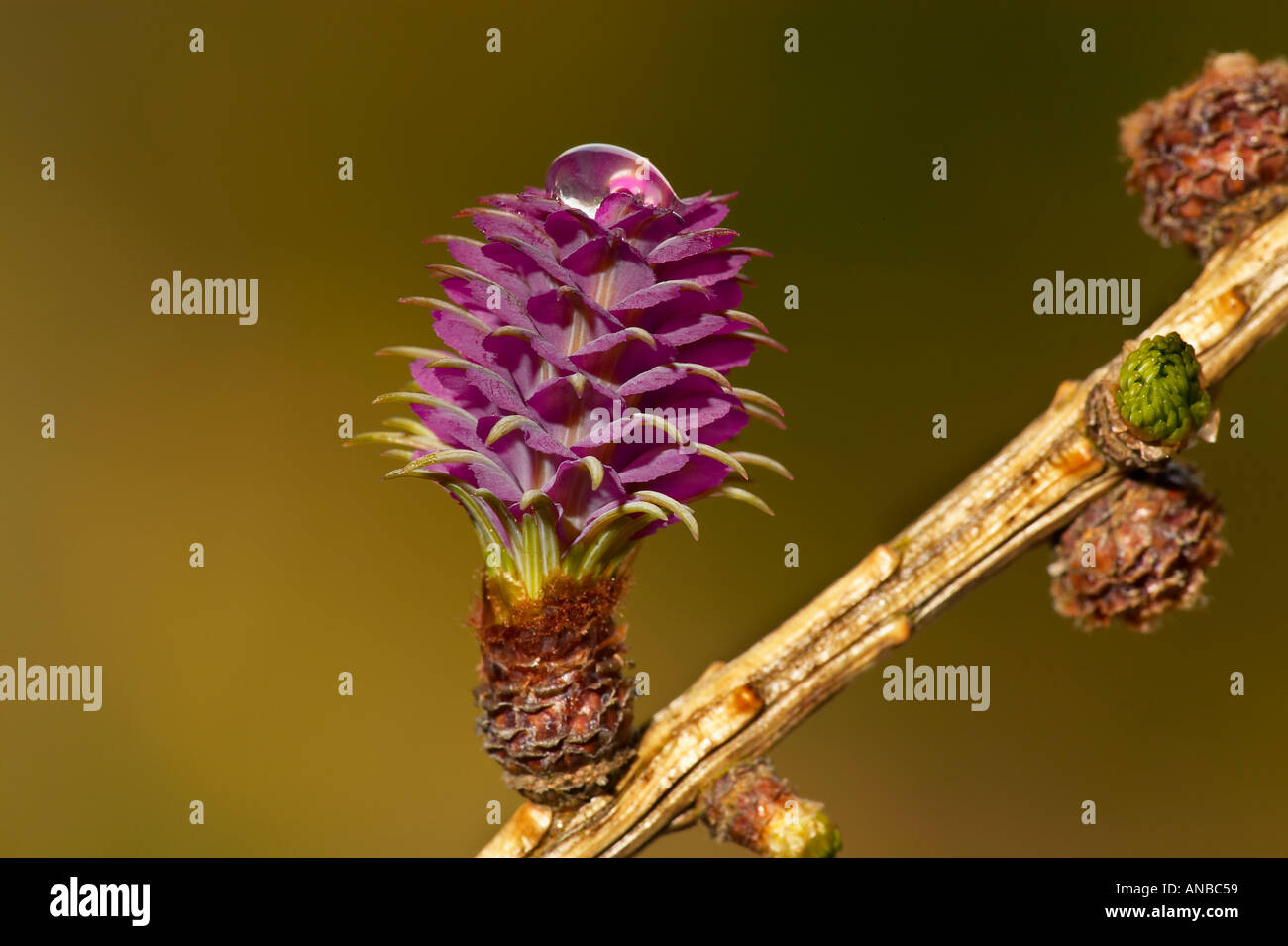 Comune di fiori di larice Larix decidua potton bedfordshire Foto Stock