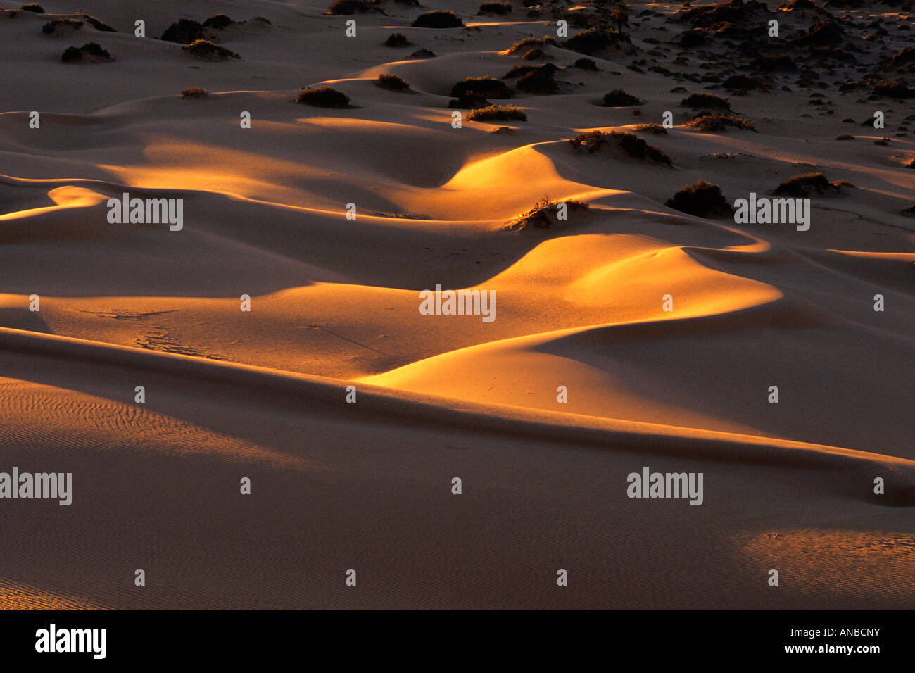La mattina presto sun sulle dune di Erg Awbari Foto Stock