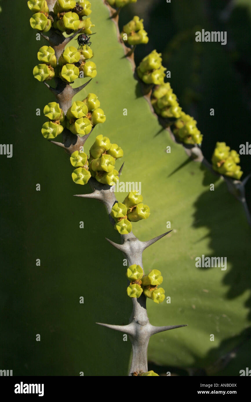 Transvaal candelabri tree (Euphorbia cooperi) close up di foglie e fiori Foto Stock