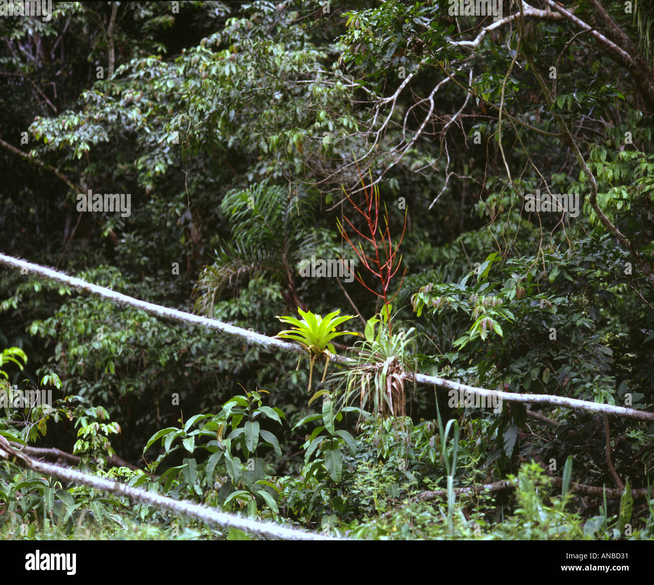 Guardando Verso Il Basso A Piante Epifite Nella Tettoia Da Giungla Passeggiata Nella Foresta Pluviale Nord Peru Foto Stock Alamy