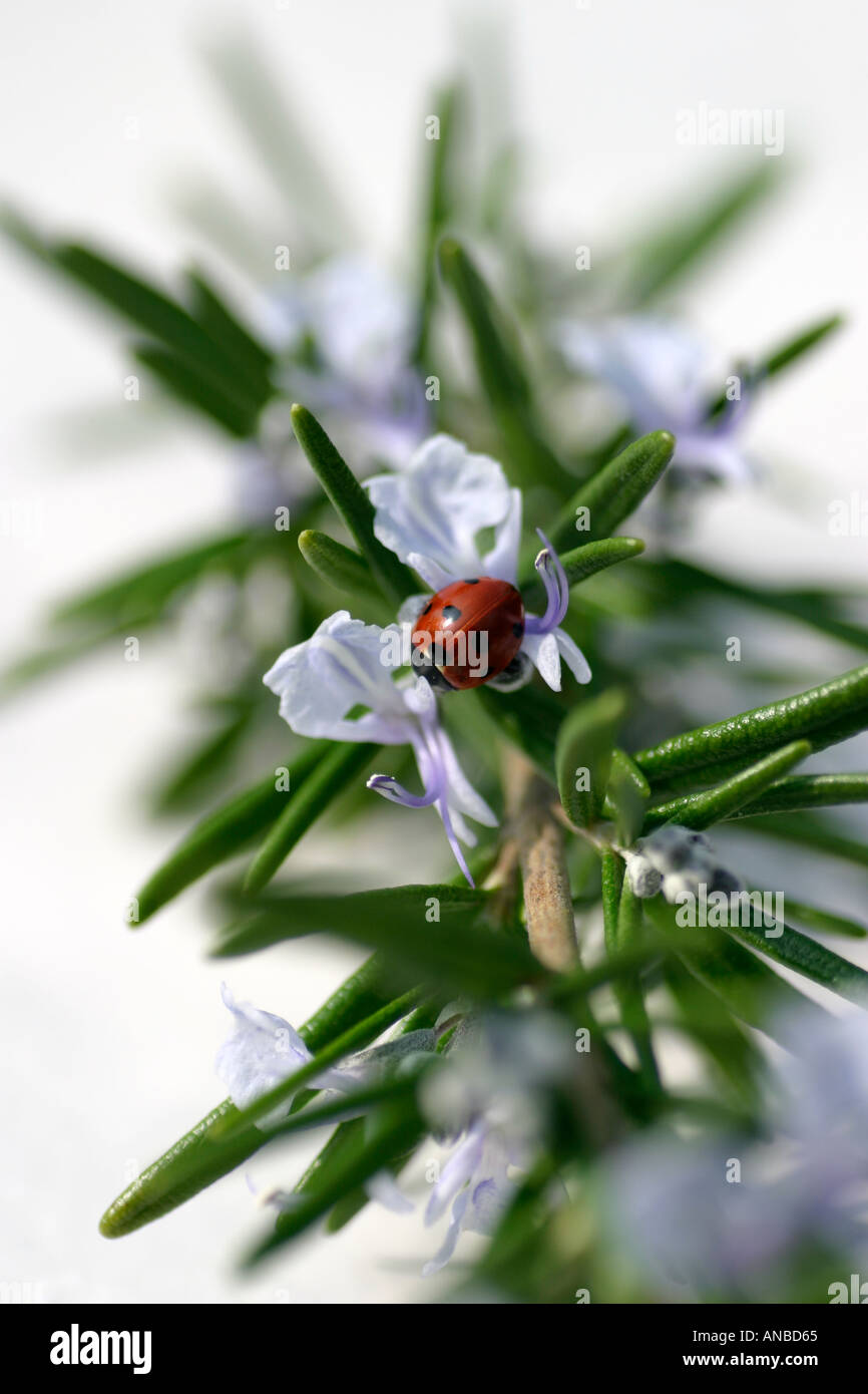 Rispettosi dell'ambiente afide pest control. Ladybird su fioritura di rosmarino pianta di erbe Foto Stock