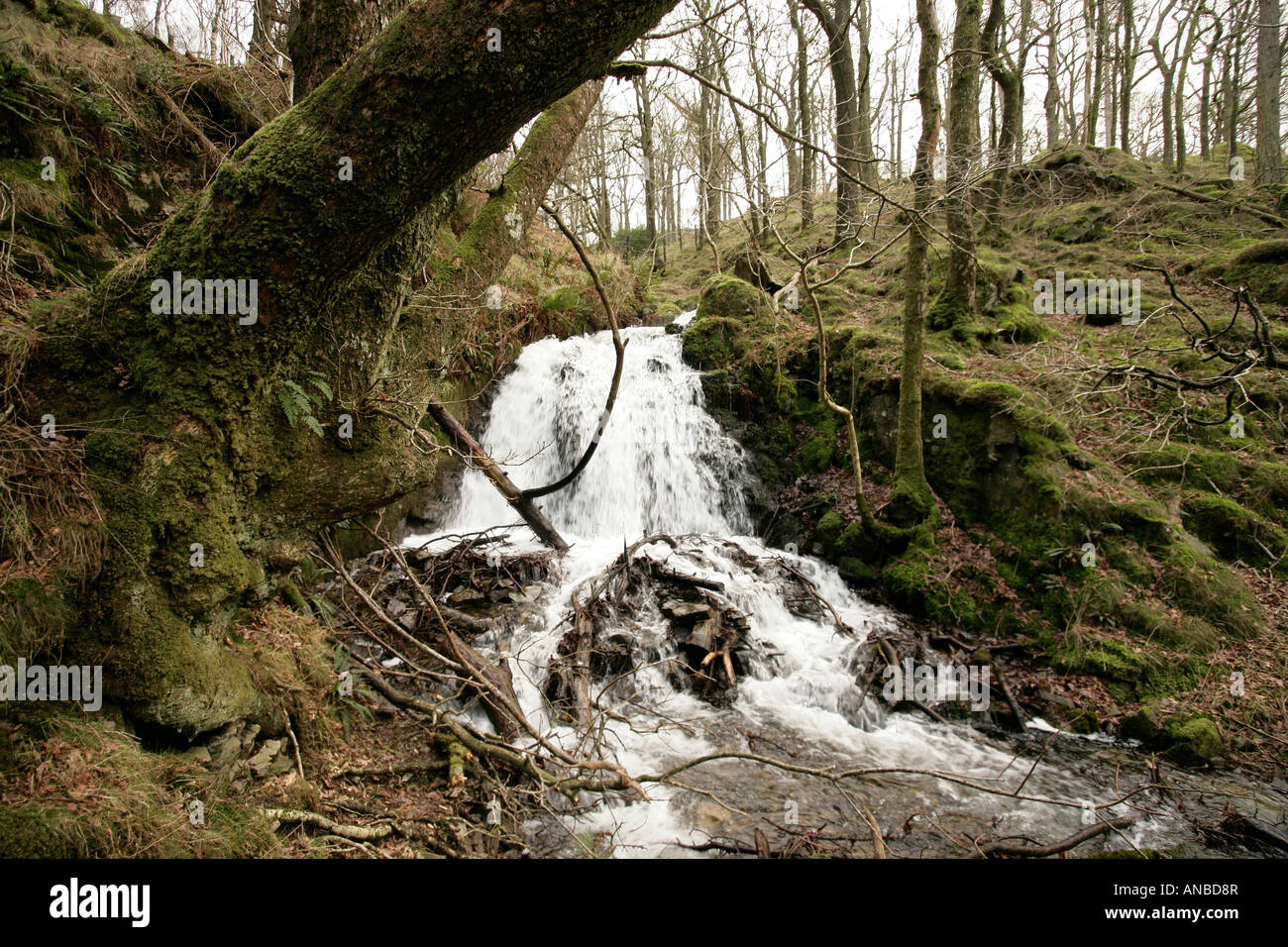 Fiume con una piccola cascata in una foresta nel Galles del nord Foto Stock