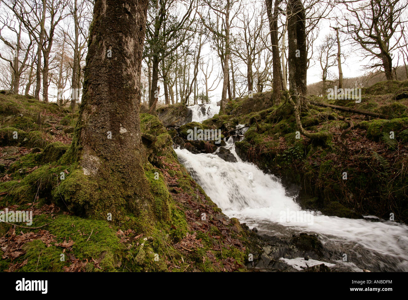 Fiume con una piccola cascata in una foresta nel Galles del nord Foto Stock