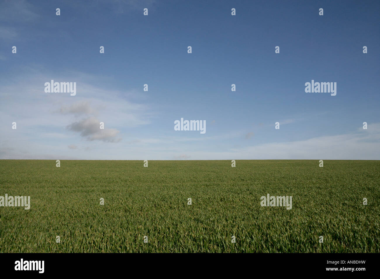 Campo di grano nella campagna inglese e su una giornata d'estate con un cielo blu Foto Stock
