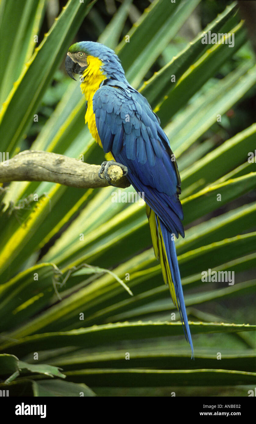 Sud Americana di colore blu e oro Macaw Ara ararauna GMM 1004 Foto Stock
