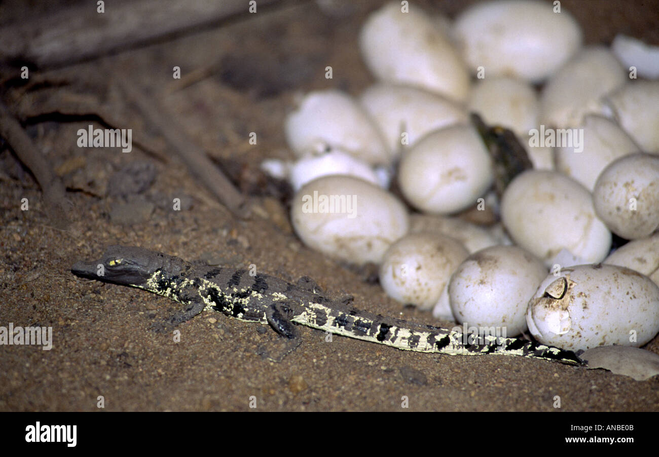 Coccodrillo africano Crocodylus niloticus schiusa Parco Nazionale Kruger Game Reserve Sud Africa GMM 1005 Foto Stock