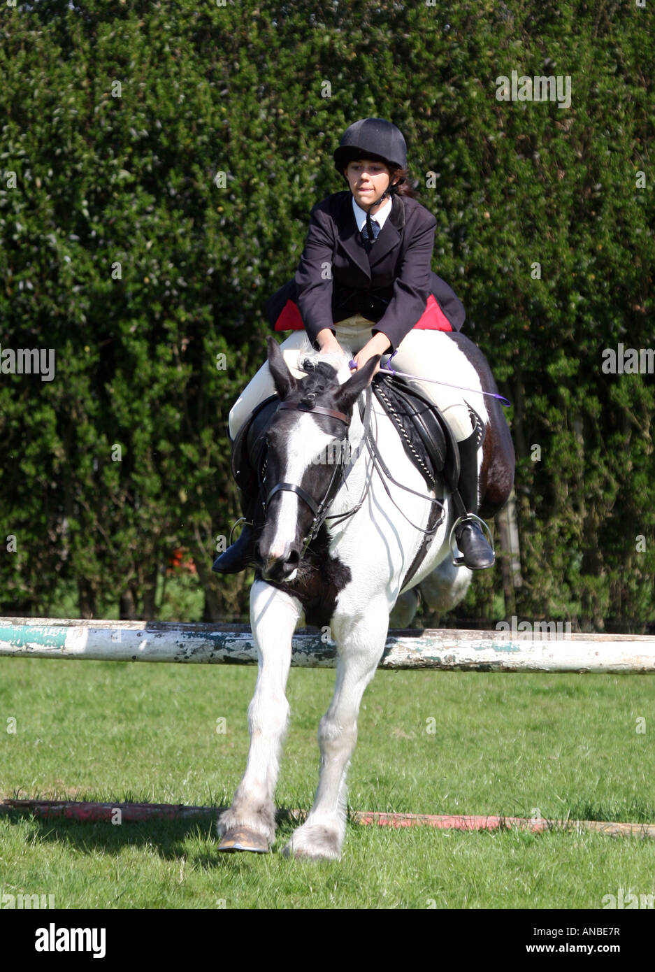 Una ragazza adolescente showjumping sul suo cavallo Foto Stock
