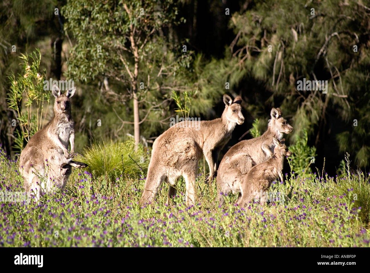 Un orientale Canguro grigio famiglia, Macropus giganteus. Questi sono i canguri selvaggi e che vivono in Australia outback. Foto Stock