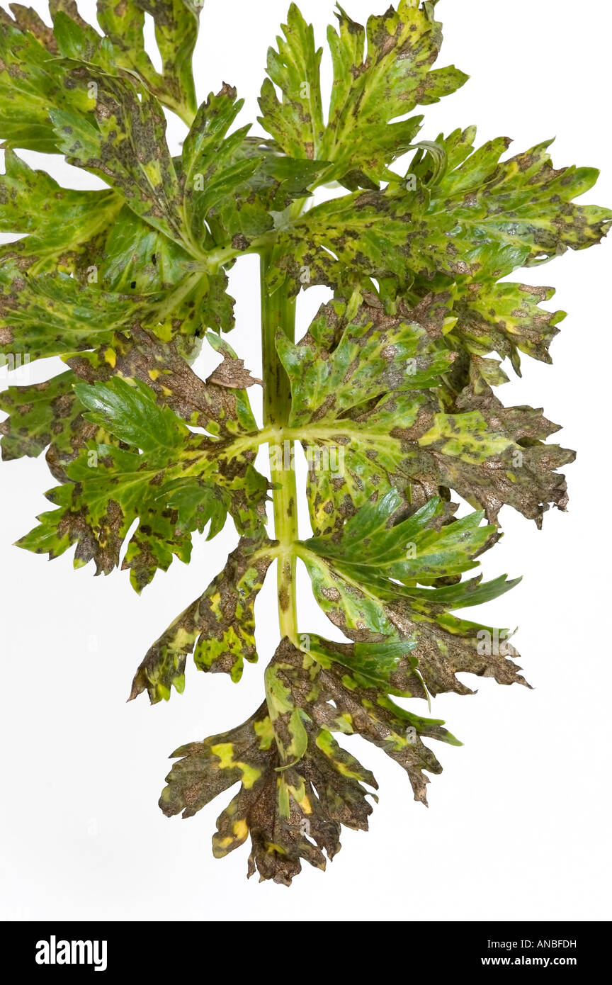 Septoria leaf spot su foglie di sedano Foto Stock