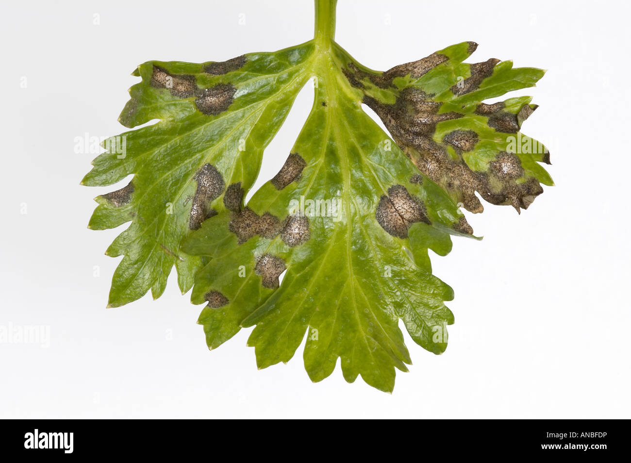 Septoria leaf spot su foglie di sedano Foto Stock