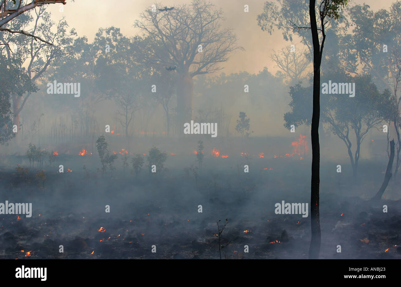 Bush fire Australia Territori del Nord Foto Stock