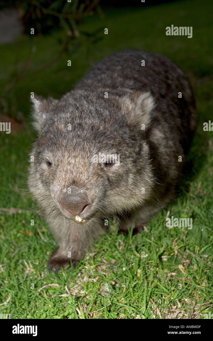 Coarse-haired wombat sul prato / Vombatus ursinus Foto Stock