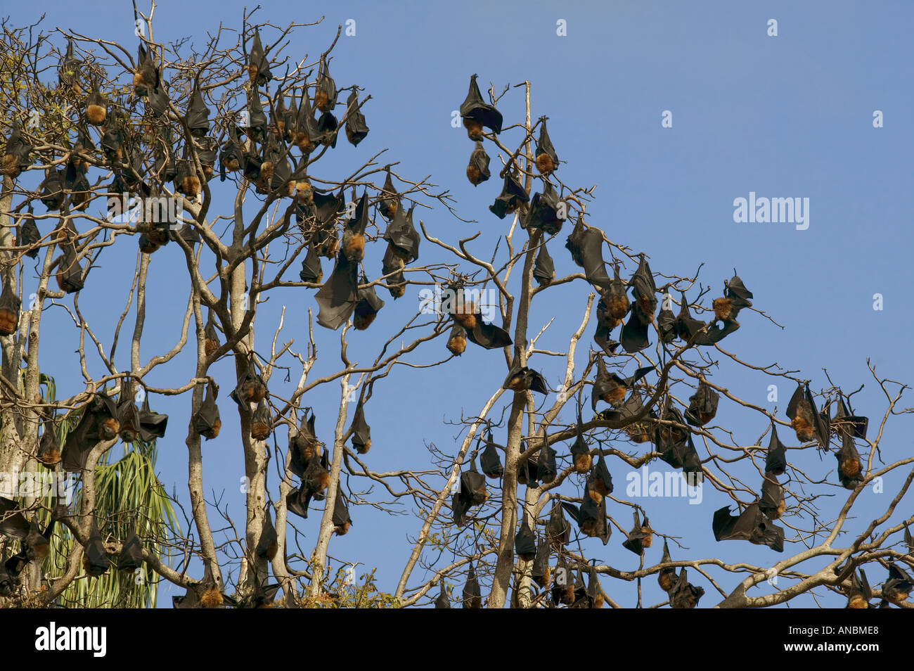 Gray-Headed Flying-Foxes - appeso a un albero / Pteropus poliocephalus Foto Stock