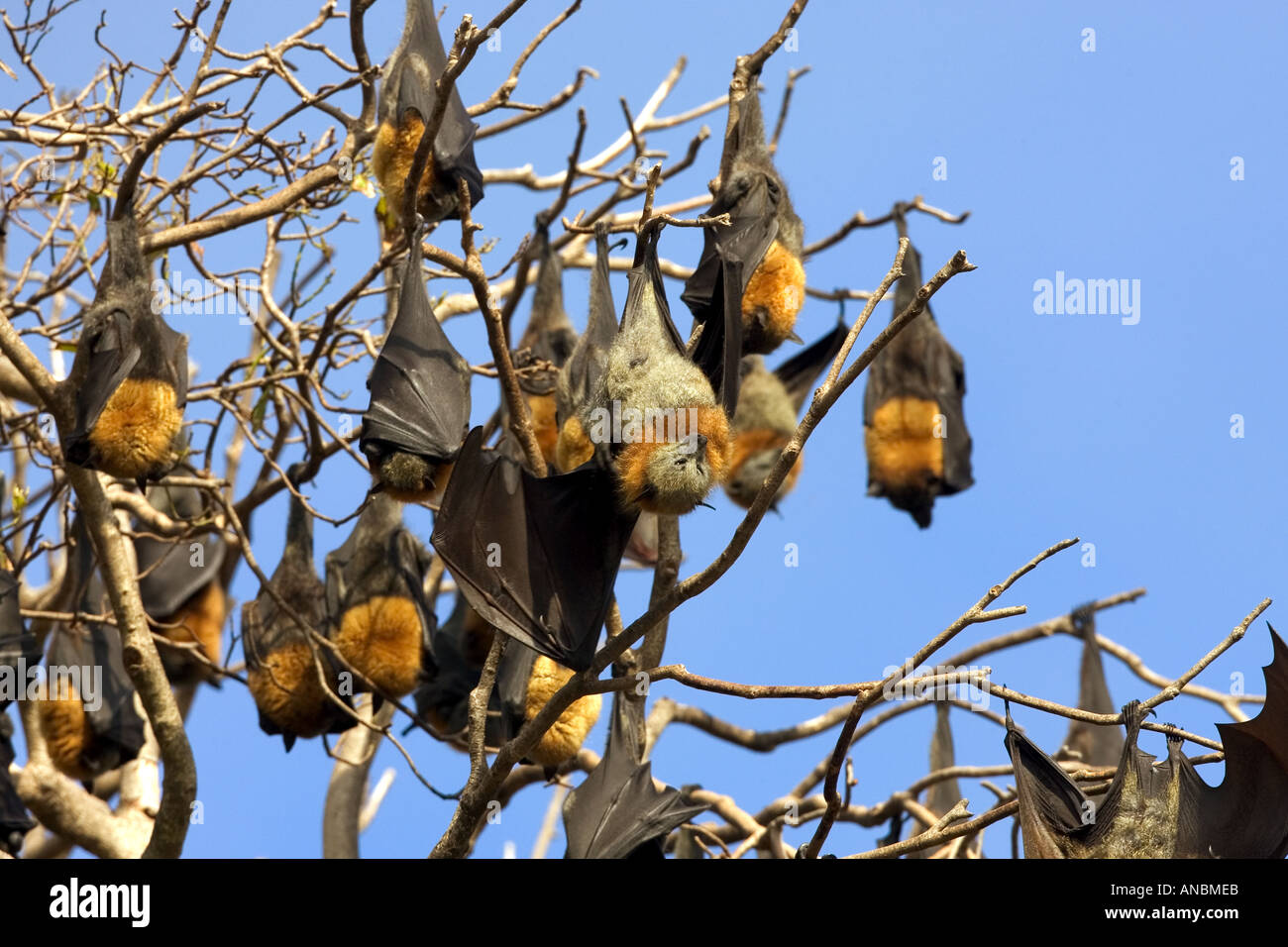 Gray-Headed Flying-Foxes - appeso a un albero / Pteropus poliocephalus Foto Stock