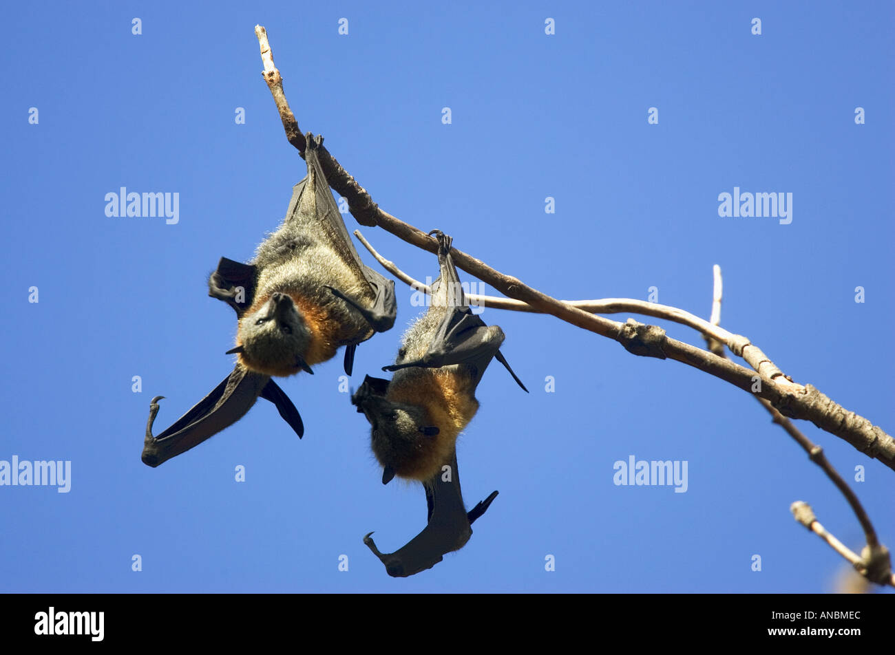 Due Gray-Headed Flying-Foxes - appeso al ramo / Pteropus poliocephalus Foto Stock