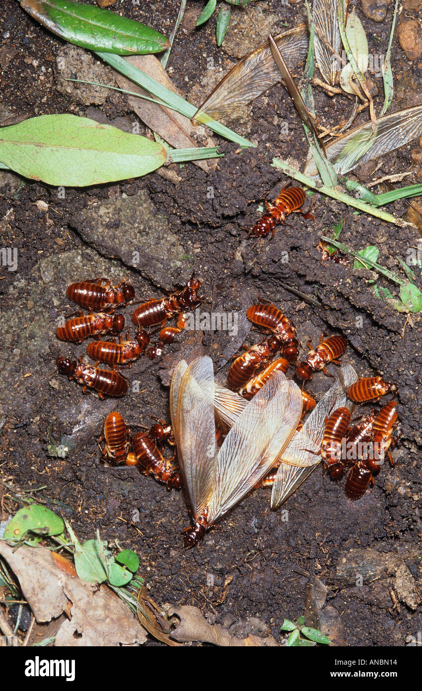 Termiti / Isoptera Foto Stock