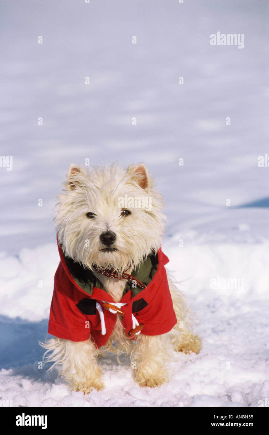 West Highland White Terrier cane - in piedi con la camicia nella neve Foto Stock