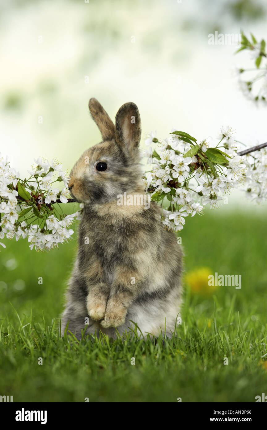 Tricolore coniglio pigmeo stiiting sulle zampe posteriori in erba Foto Stock