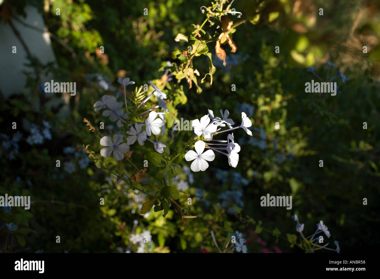 White Jasmine Jasminum officinale famiglia Olea poeti Gelsomino comune Gelsomino bianco dolce profumatissimo fiore bianco arbusto sempreverde Foto Stock