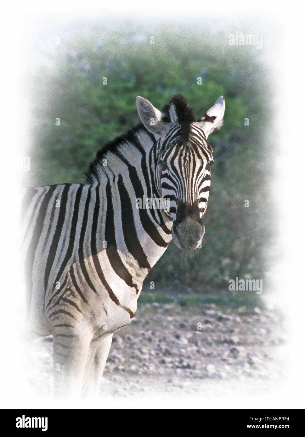 L'impronta artistica di una zebra nel Parco Nazionale di Etosha Namibia Foto Stock