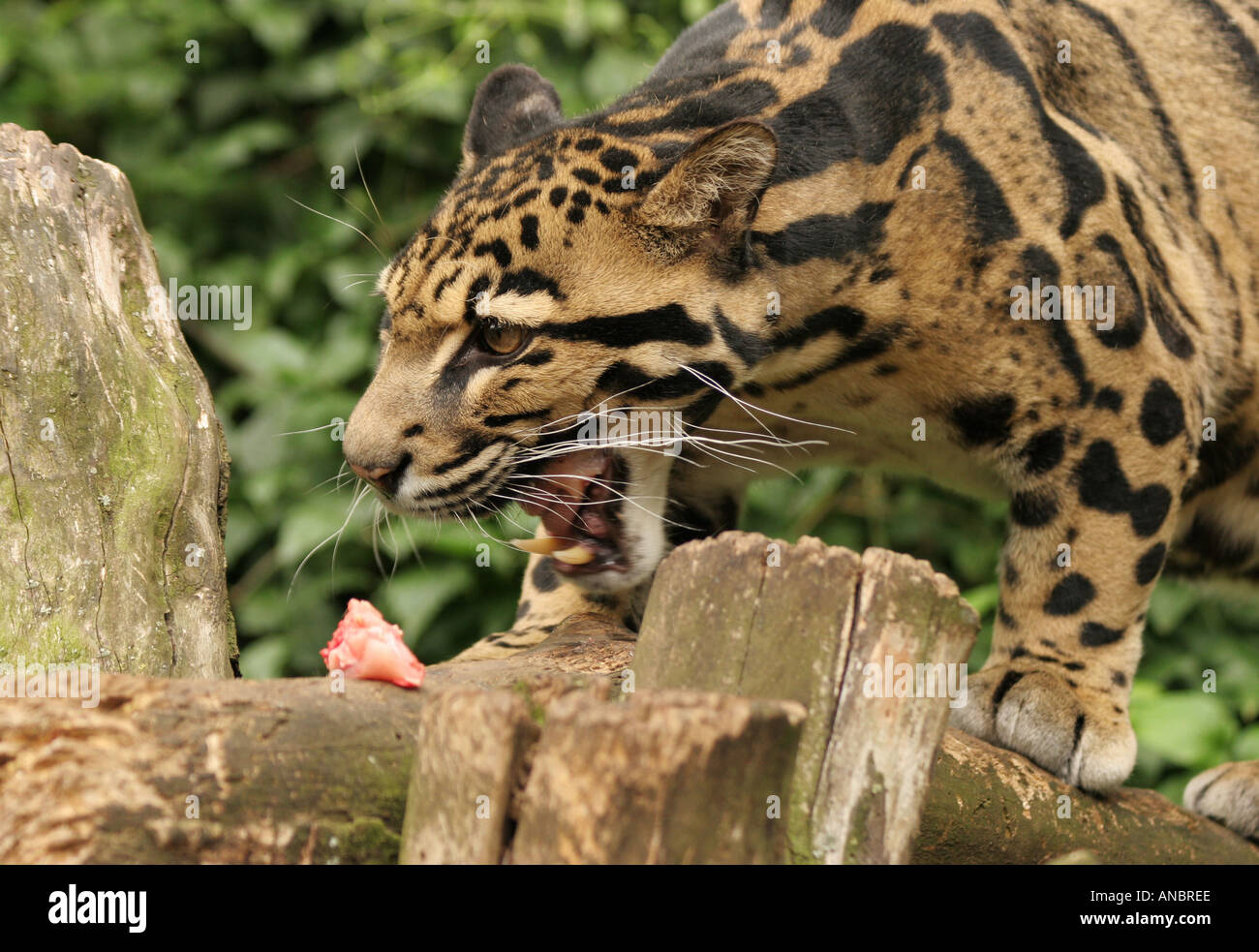 Il leopardo nuvola di mangiare e ululano Foto Stock