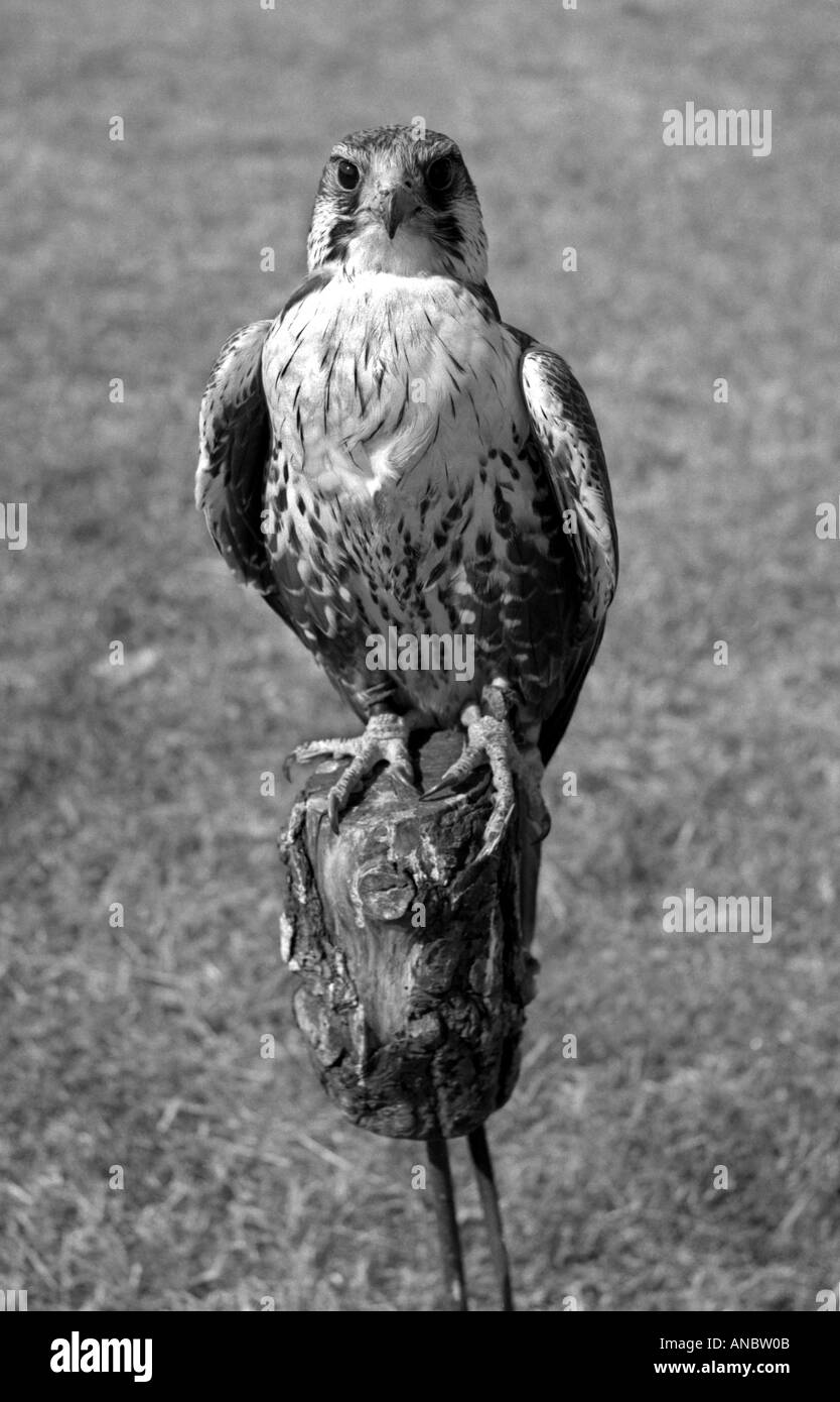 Hawk in stand al display di falconeria con laccio e Jessie Foto Stock