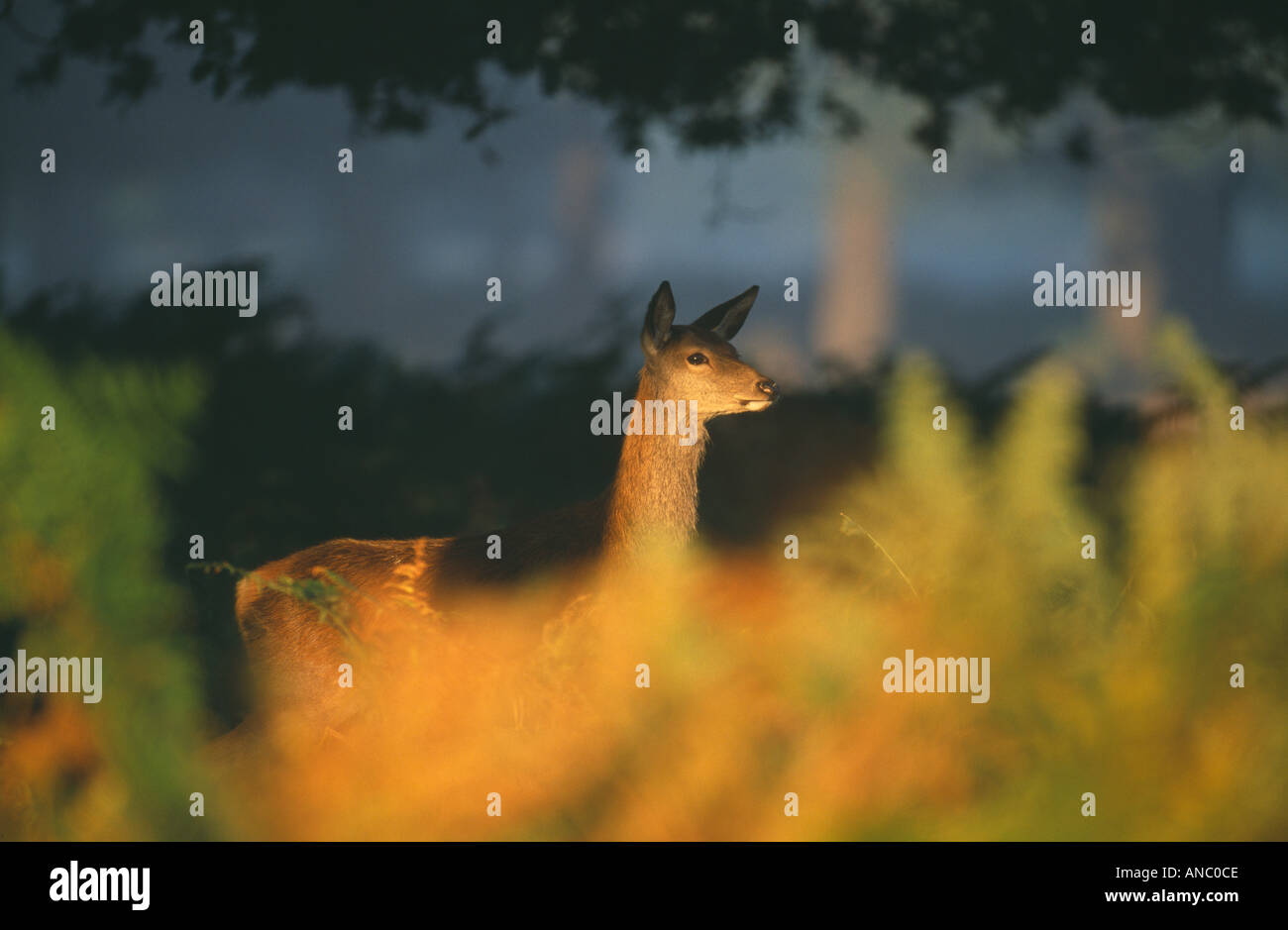 Red Deer Cervus elaphus femmina in luce all'alba autunnale del Regno Unito Foto Stock