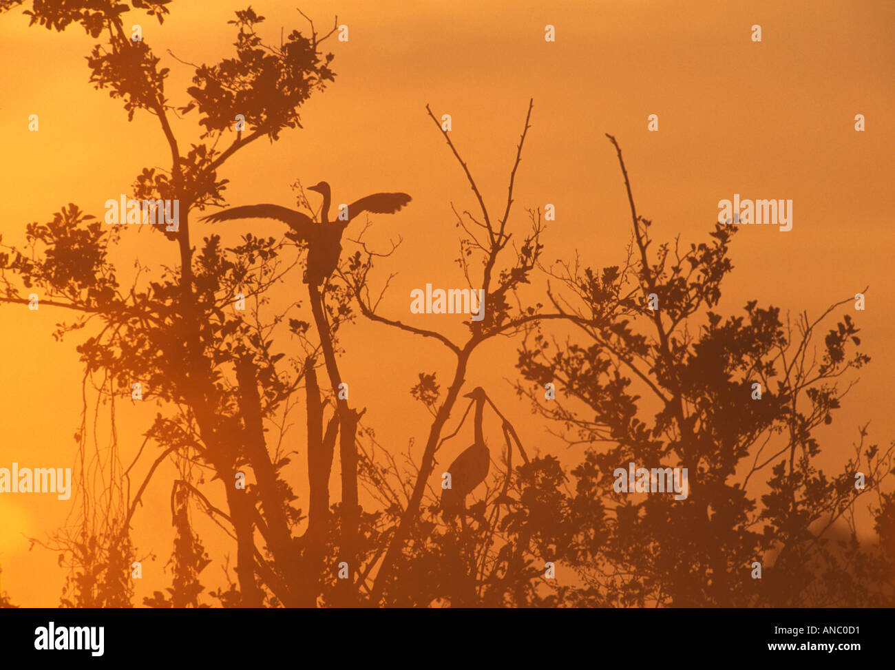 Airone cenerino Ardea cinerea profilarsi all'alba Richmond Park London autunno Foto Stock