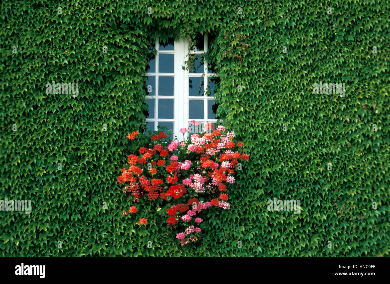 Europa Francia Bretagna St Malo finestra dettaglio fiori rossi e parete di edera Foto Stock
