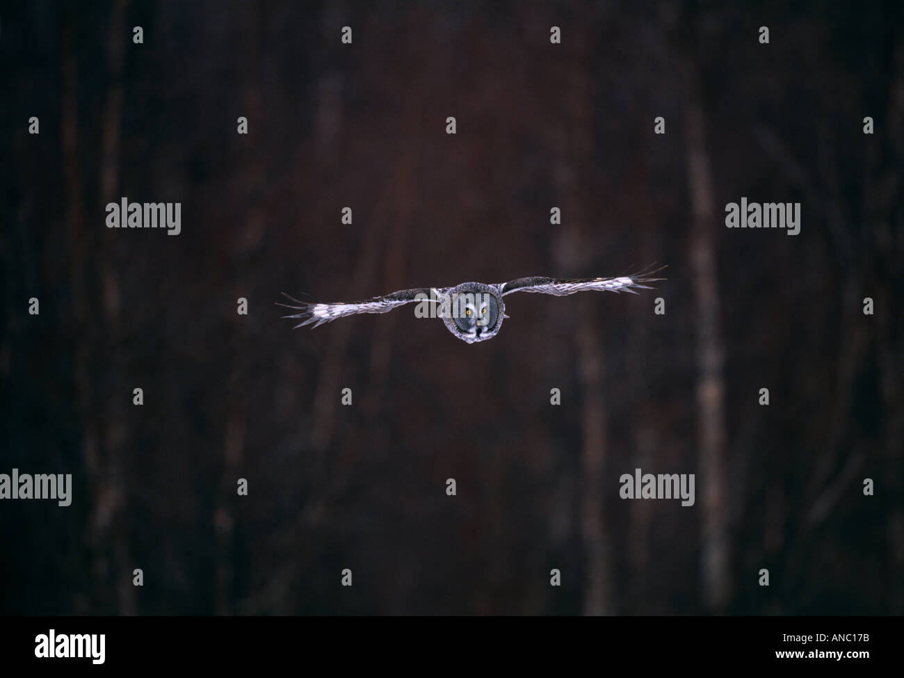 Grande Gufo grigio Strix nebulosa caccia Finlandia Febbraio Foto Stock