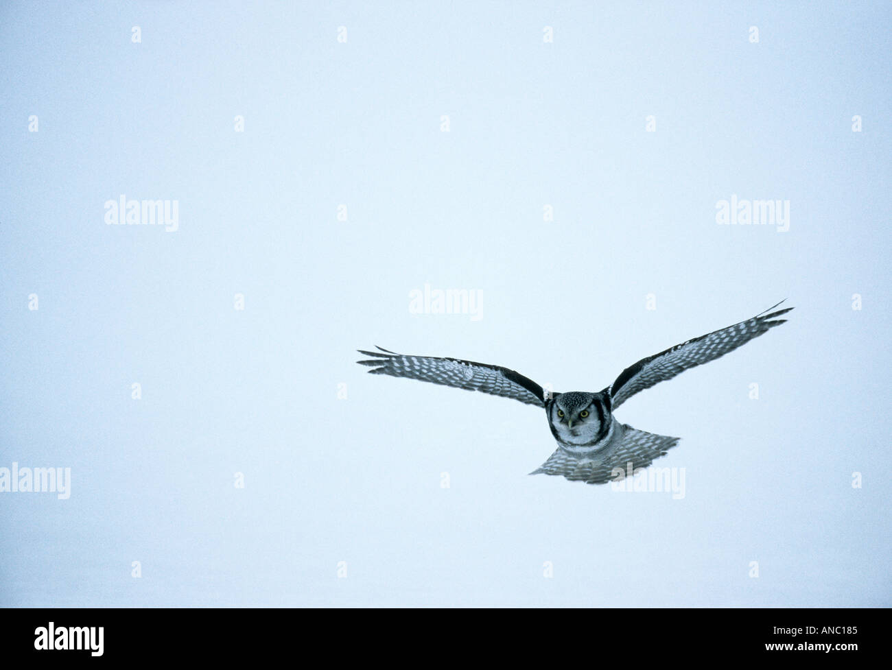 Hawk Owl surnia ulula a caccia di arvicole oltre il campo di neve Kuusamo Finlandia inverno Marzo Foto Stock