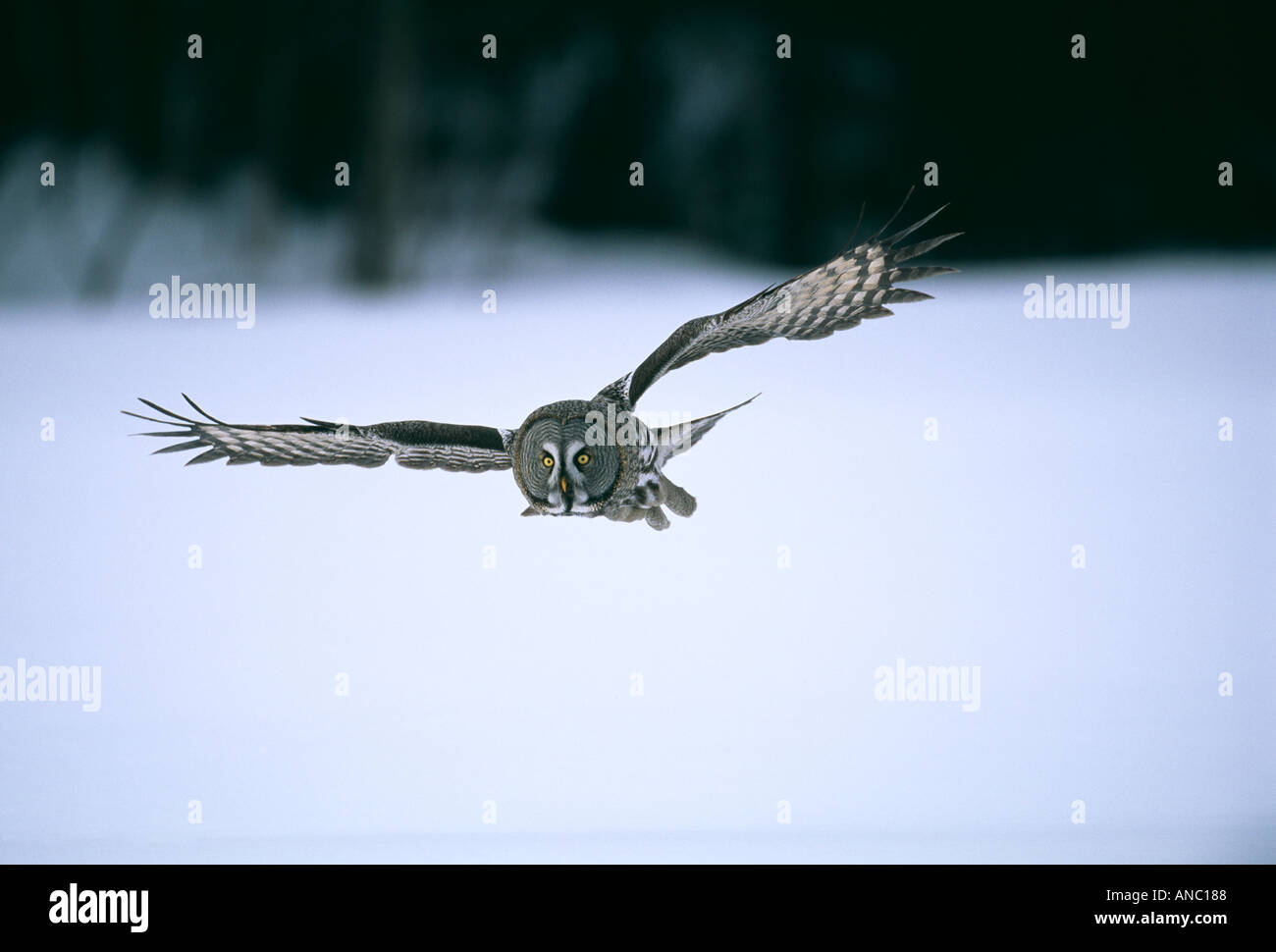 Grande Gufo grigio Strix nebulosa caccia Finlandia Febbraio Foto Stock