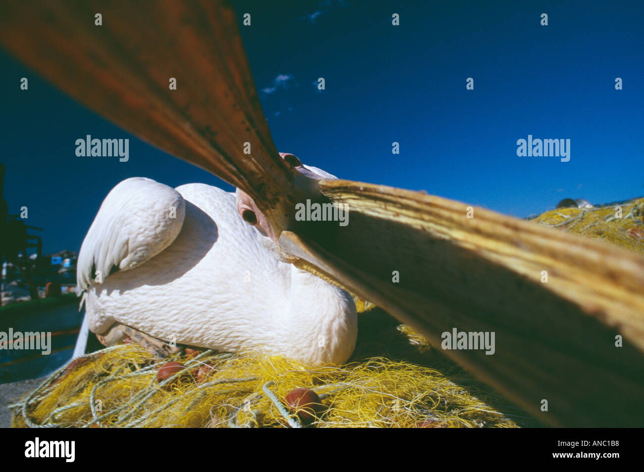 Pellicano Pelecanus onocrotalus apertura bill Lesbo Grecia Foto Stock