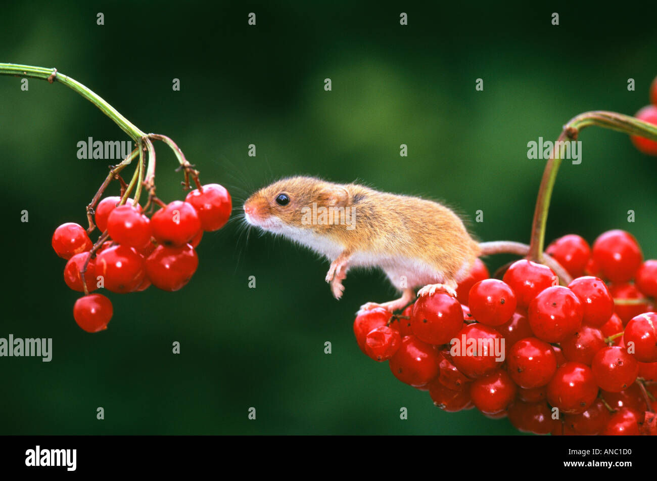Harvest Mouse su viburno Rose Kent Ottobre Foto Stock