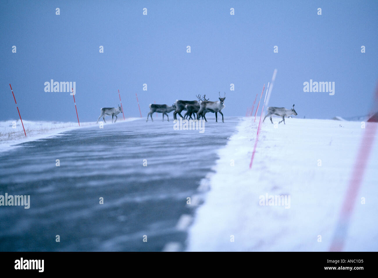 La renna Rangifer tarandius attraversamento strada in Norvegia artica inverno Foto Stock