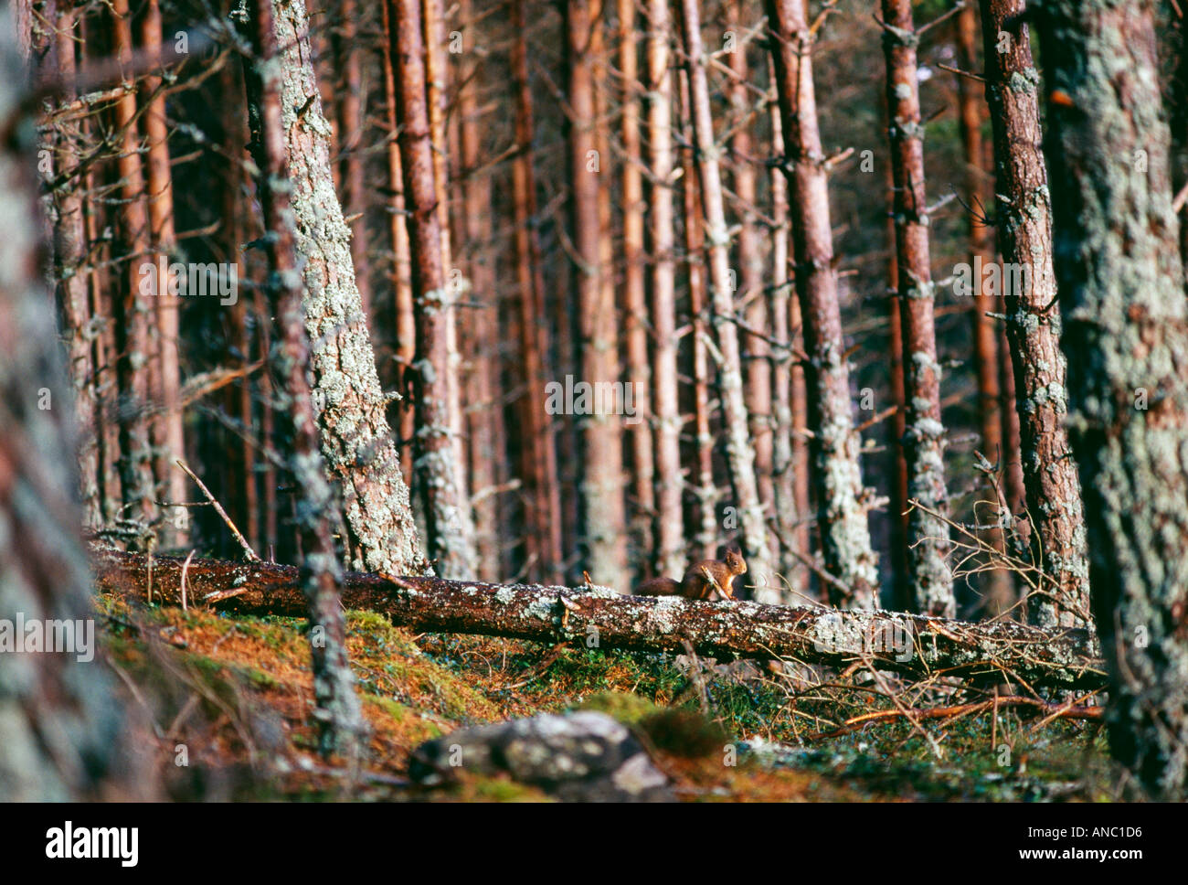 Scoiattolo rosso Sciurus vulgaris Cairngorm Parco Nazionale di Speyside Scozia inverno Foto Stock