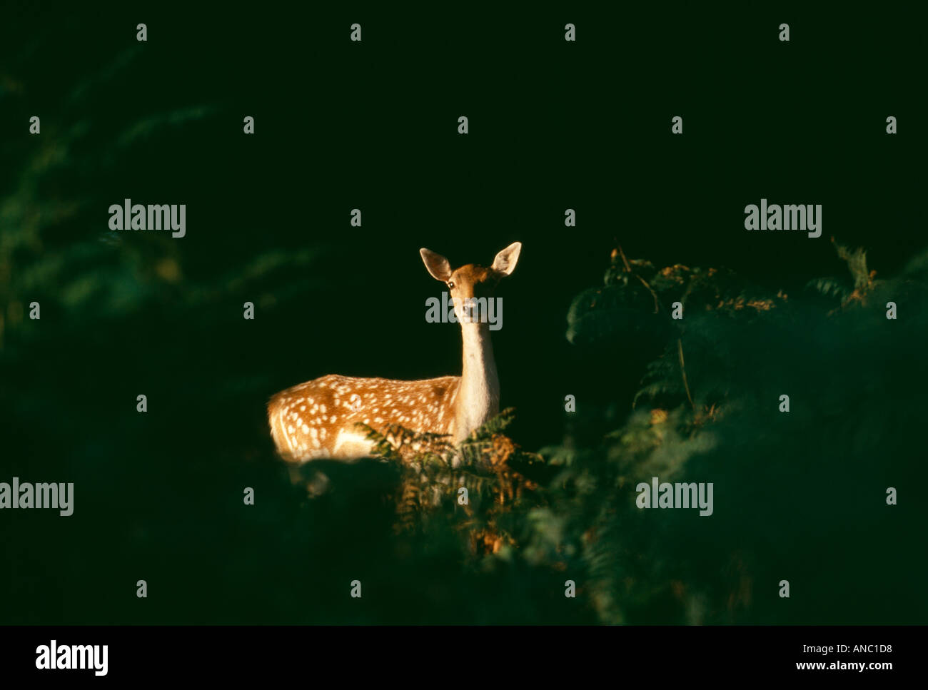 Daini Cervus dama doe all'alba nuova foresta Hampshire REGNO UNITO autunno Foto Stock