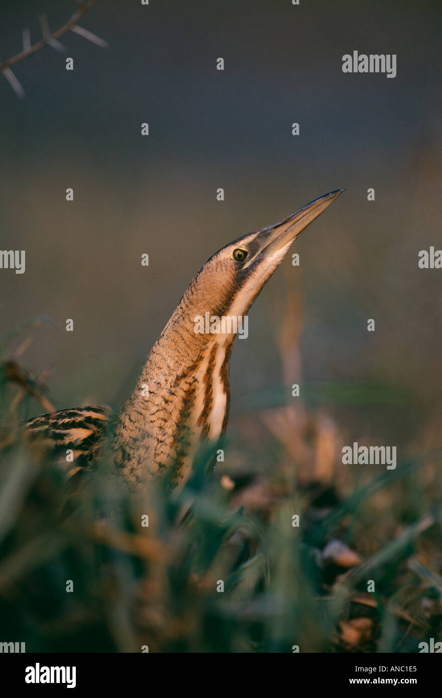 Tarabuso Botaurus stellaris estate REGNO UNITO Foto Stock