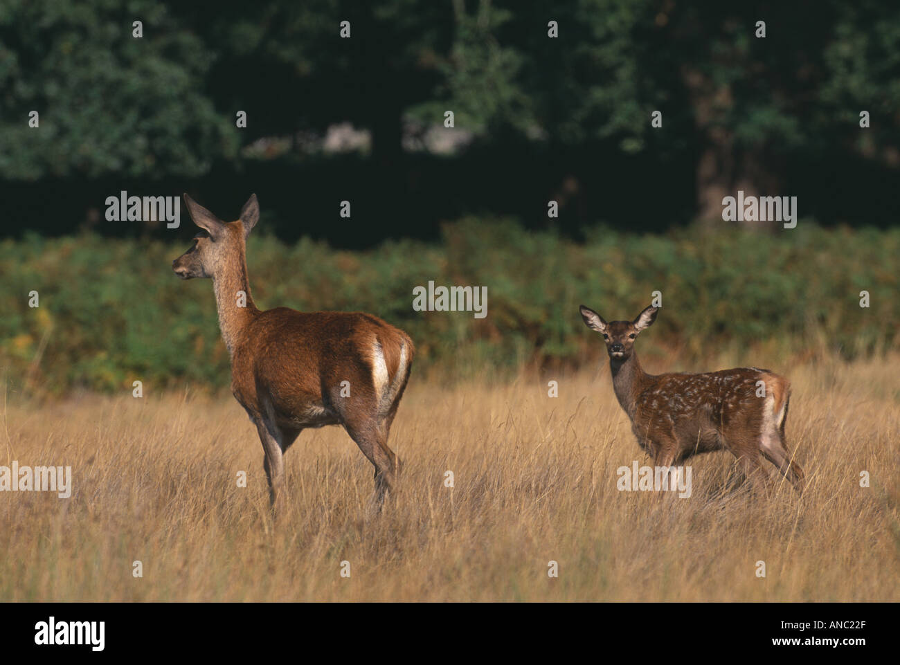 Red Deer Cervus elaphus femmina con capretta UK autunno Foto Stock