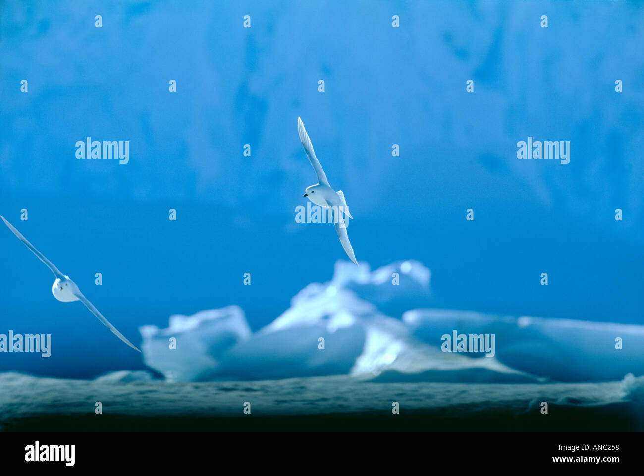 Snow Petrel Pagodroma nivea coppia volando sul mare di ghiaccio del mare di Weddell Antartide Foto Stock