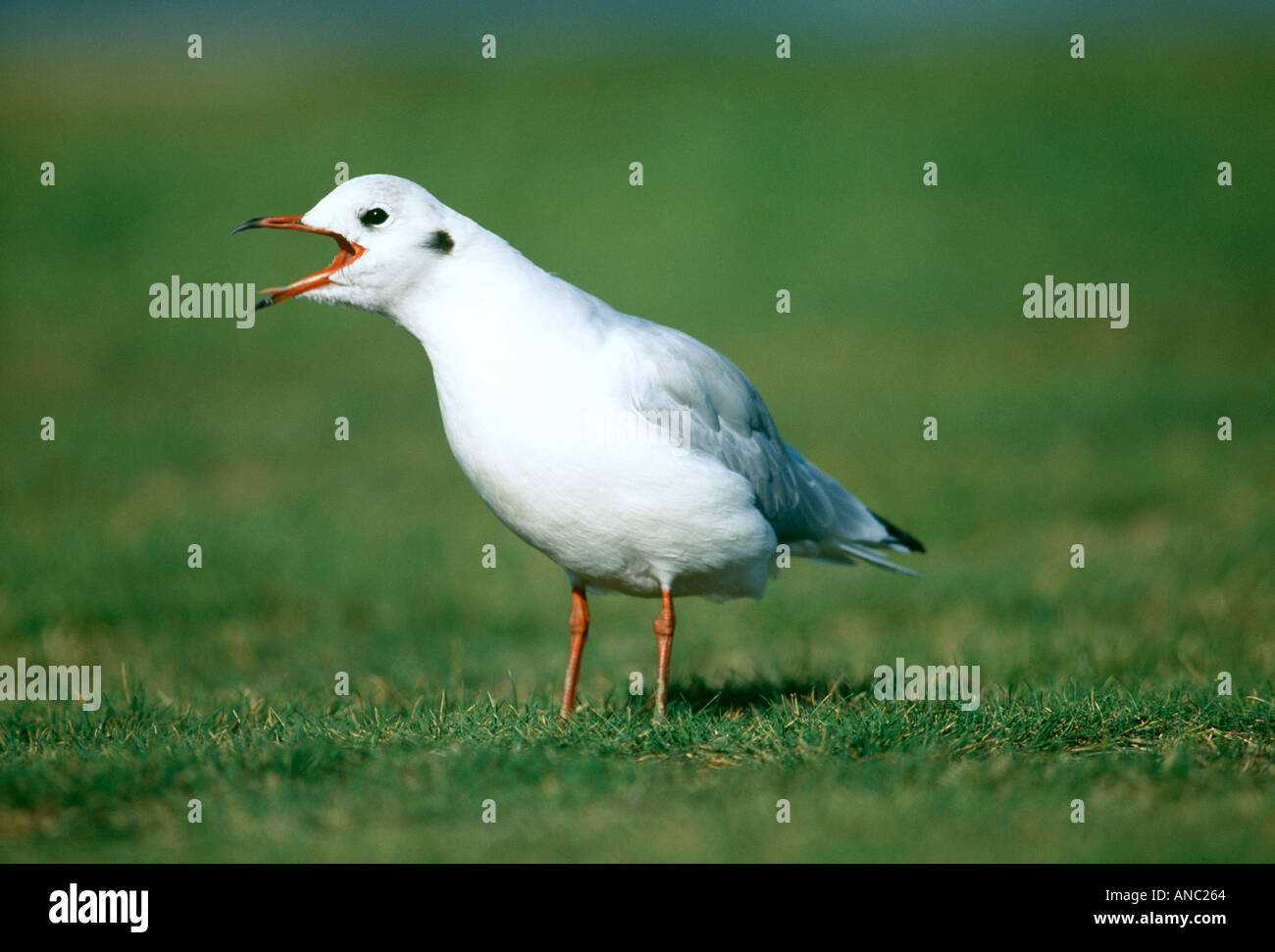 Testa nera Gull Larus ridibundus chiamando inverno REGNO UNITO Foto Stock