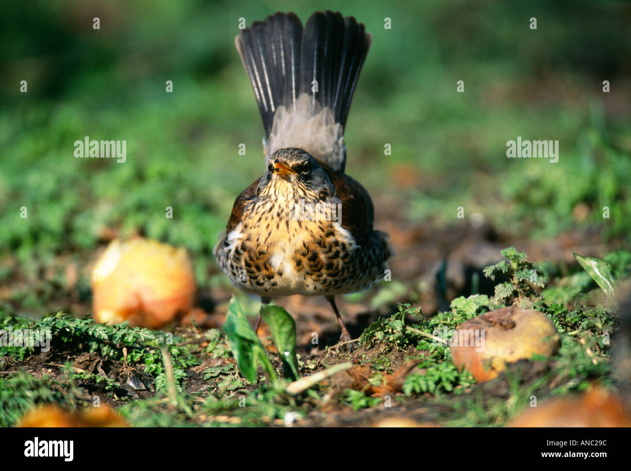 Fieldafare Turdus pilaris in agressive postura alimentazione nel giardino invernale del Regno Unito Foto Stock