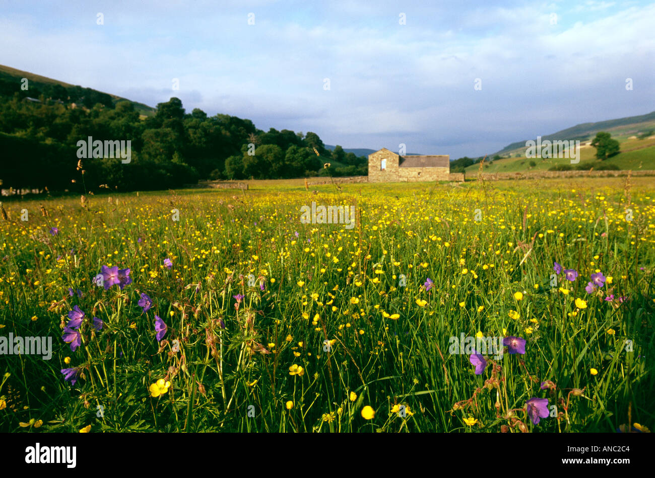 Fieno tradizionale prato pieno di fiori selvatici renoncules Wood Sorrel sanguinosa gru bill in Swaledale North Yorkshire Luglio Foto Stock