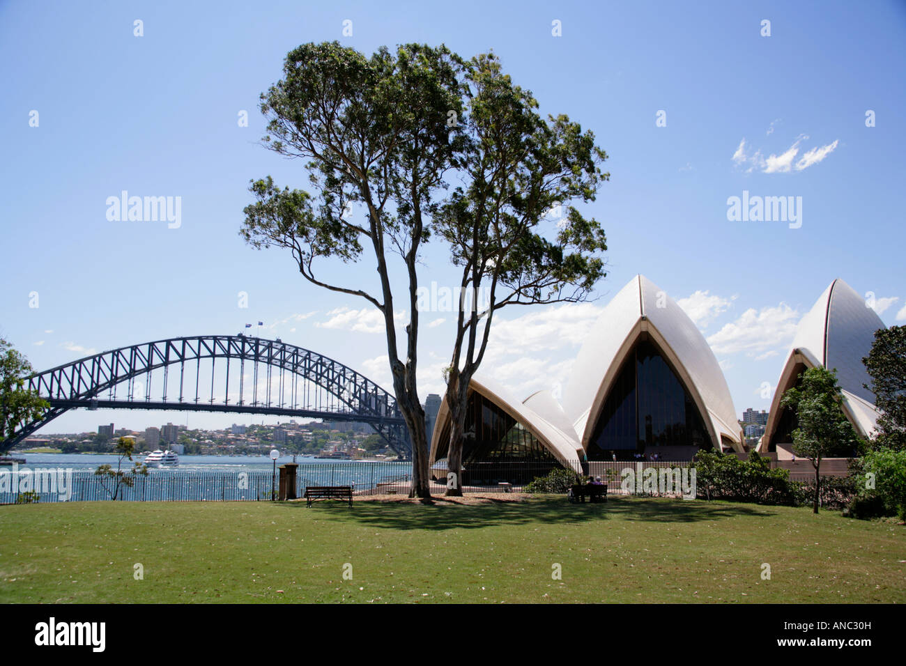 Sydney Opera House, Harbour Bridge, eucalipto, dal prato Bennelong, Royal Botanic Gardens. Foto Stock