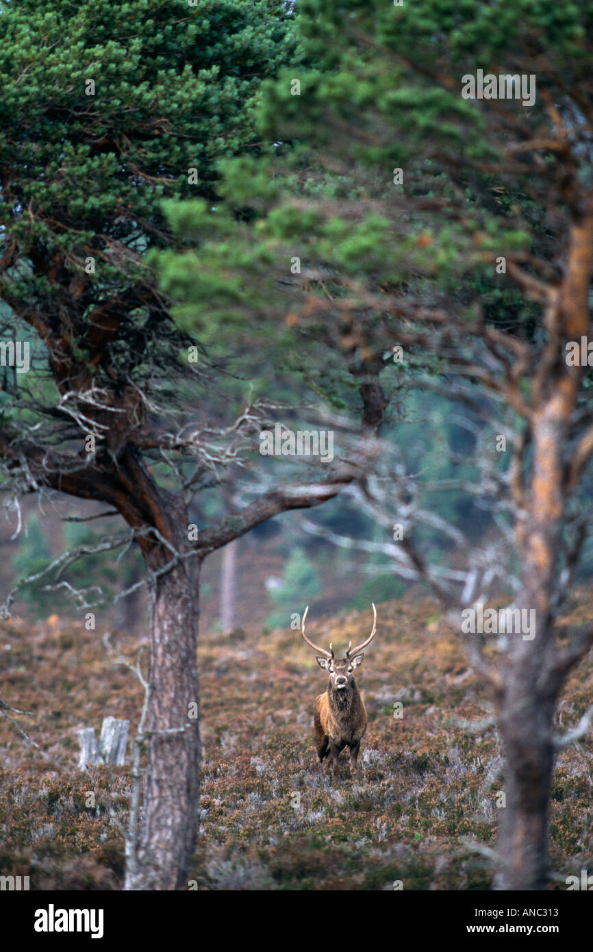 Red Deer Cervus elaphus stag in Caledonian Pineta Cairngorm Parco Nazionale di Scozia Foto Stock